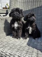 Toy Aussiedoodle pups     /.  Mini Doodle, CDV (hondenziekte), Particulier, Meerdere, 8 tot 15 weken