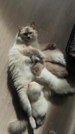 4 prachtige Ragdoll kittens (mink), Dieren en Toebehoren, Meerdere dieren, Gechipt, 0 tot 2 jaar