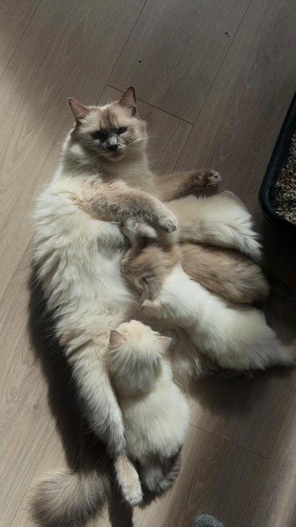 4 prachtige Ragdoll kittens (mink), Dieren en Toebehoren, Katten en Kittens | Raskatten | Langhaar, Meerdere dieren, 0 tot 2 jaar