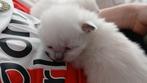 Ragdoll kittens, Dieren en Toebehoren, Katten en Kittens | Raskatten | Langhaar, Meerdere dieren, Gechipt, 0 tot 2 jaar