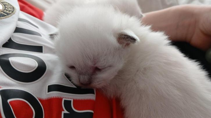 Ragdoll kittens, Dieren en Toebehoren, Katten en Kittens | Raskatten | Langhaar, Meerdere dieren, 0 tot 2 jaar, Gechipt, Ontwormd