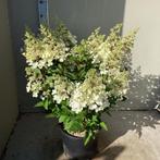 Pluimhortensia, Hydrangea Paniculata Pinky Winky (wit/ roze), Volle zon, Vaste plant, Zomer, Ophalen