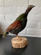 Roul Roul Zéér mooi van kleuren, Ophalen of Verzenden, Nieuw, Vogel, Opgezet dier