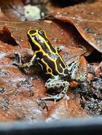 Ranitomeya french guyana, Dieren en Toebehoren, Reptielen en Amfibieën