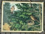 Zanglijster / Koekkoek?, Antiek en Kunst, Antiek | Schoolplaten, Ophalen of Verzenden, Natuur en Biologie