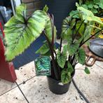 Colocasia Pharaohs Mask, 2 kleuren., Tuin en Terras, Planten | Tuinplanten, Ophalen, Zomer, Overige soorten, Halfschaduw