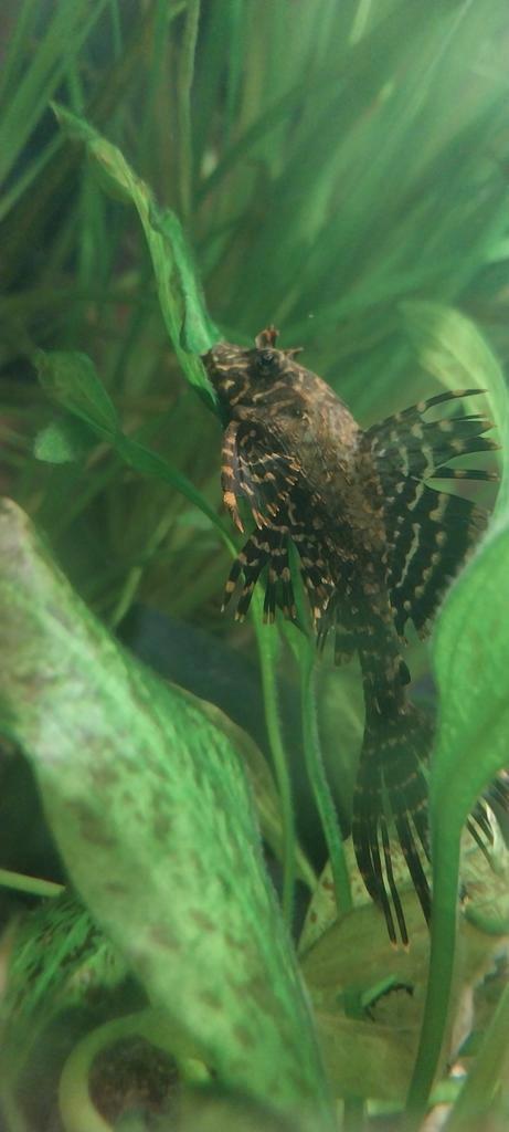 Algeneter ancitrus, Dieren en Toebehoren, Vissen | Aquariumvissen, Zoetwatervis, Vis