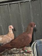 Te koop, Dieren en Toebehoren, Meerdere dieren, Overige soorten