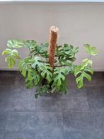 Monstera Minima Stekken - Goed Geworteld, Huis en Inrichting, Kamerplanten, Overige soorten, In pot, Minder dan 100 cm, Groene kamerplant