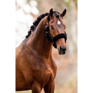 Nieuw HB showtime Allround Teddy halster COB zwart beschikbaar voor biedingen