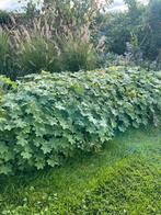 Ooievaarsbek, geranium, Tuin en Terras, Planten | Tuinplanten, Ophalen, Bodembedekkers, Vaste plant, Bloeit niet