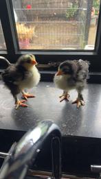 Brahma kuikens!, Dieren en Toebehoren, Pluimvee, Geslacht onbekend, Kip