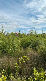 Berkenbomen en wilgen van 150-250 cm hoog, Ophalen, Volle zon, Overige soorten
