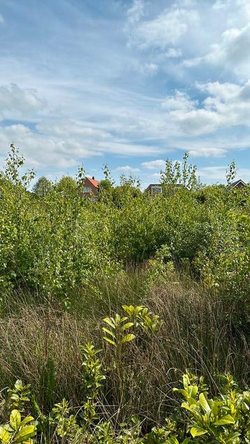 Berkenbomen en wilgen van 150-250 cm hoog beschikbaar voor biedingen