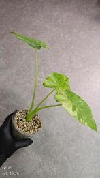 Alocasia Gageana Albo Variegata - diverse maten, Ophalen of Verzenden, Overige soorten, Minder dan 100 cm