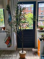 kunstmatige bladeren Olijfboom, Ophalen