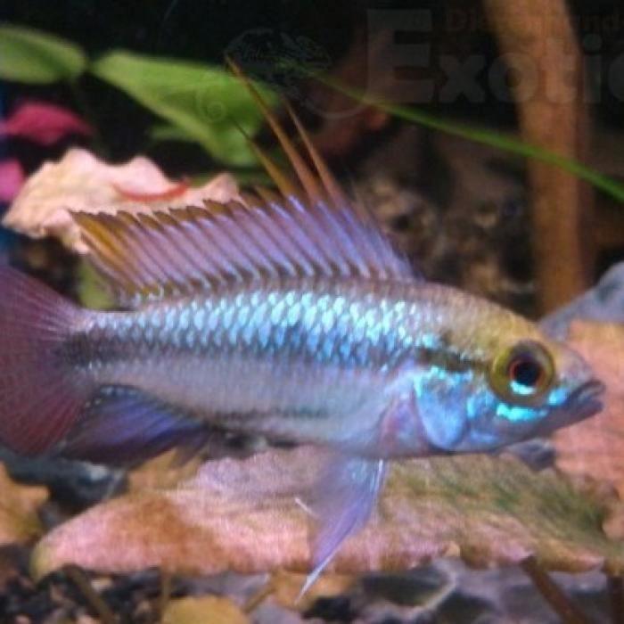 Apistogramma trifasciata, Dieren en Toebehoren, Vissen | Aquariumvissen, Vis