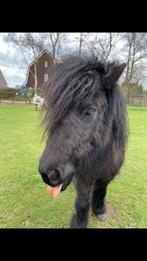 Lieve Shetlander merrie van 5 jaar met stamboom, Dieren en Toebehoren, Pony's, Merrie, Gechipt, A pony (tot 1.17m), 3 tot 6 jaar