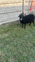 Quessant ooi en lammetje, Dieren en Toebehoren, Schapen, Geiten en Varkens, Meerdere dieren, Schaap, 0 tot 2 jaar