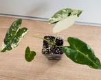 Alocasia Frydek Variegata, Huis en Inrichting, Kamerplanten, Verzenden, Overige soorten, Minder dan 100 cm