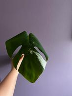Monstera variegata stek, Ophalen, Overige soorten, Minder dan 100 cm