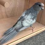Gezocht grijze kakariki's, Meerdere dieren, Parkiet
