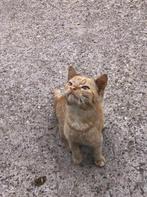Lieve (boerderij) kitten, Dieren en Toebehoren, Katten en Kittens | Overige Katten, Kater, Kortharig, 0 tot 2 jaar