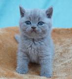 Zeldzame Britse korthaar kittens, Dieren en Toebehoren, Katten en Kittens | Raskatten | Korthaar, Meerdere dieren