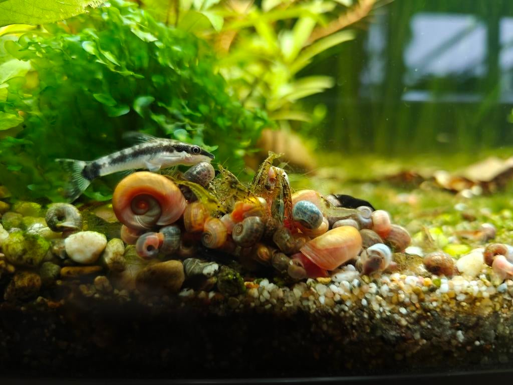 Ramshoorn slakken mix 20 stuks €5,-, Slak of Weekdier