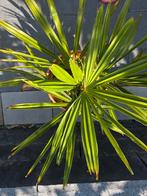 Chinese Waaierpalm, Ophalen of Verzenden, Zomer, Overige soorten