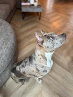 Bully XL teef, Rabiës (hondsdolheid), Overige rassen, 1 tot 2 jaar, Teef