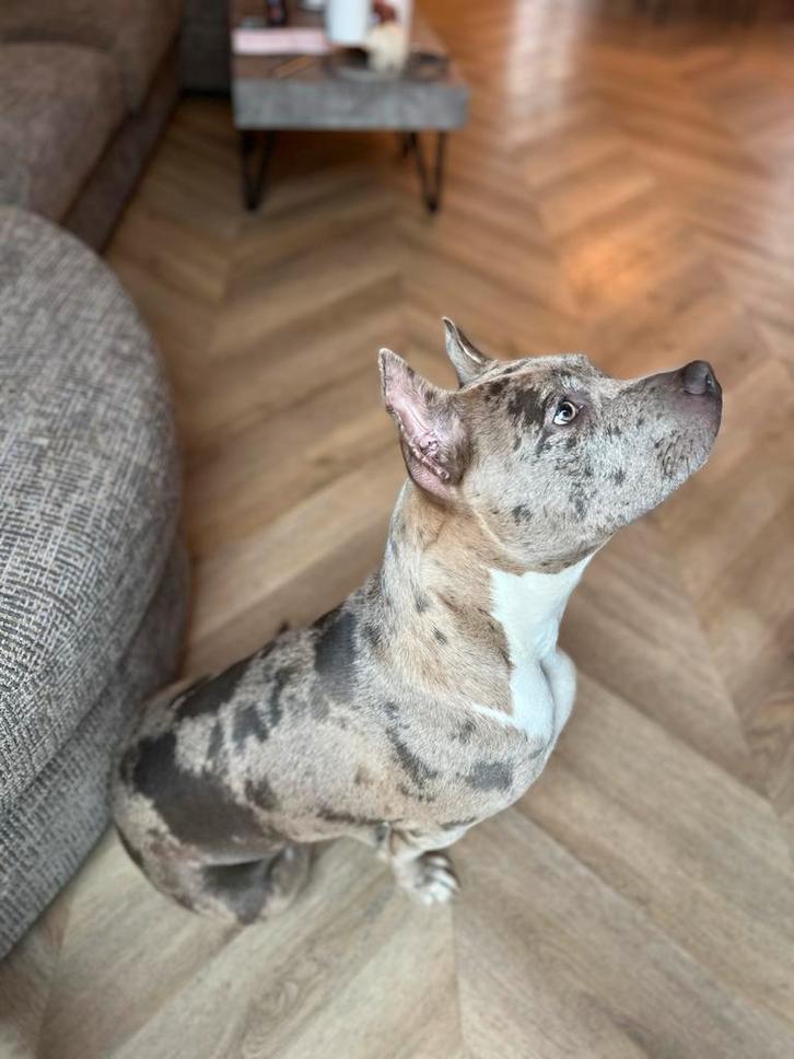 Bully XL teef, Dieren en Toebehoren, Honden | Bulldogs, Pinschers en Molossers, Teef, Overige rassen, Particulier, Eén hond, Nederland