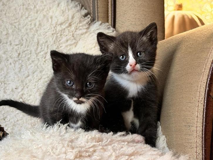 6 lieve makke poesjes te koop, ALLEMAAL GERESERVEERD, Dieren en Toebehoren, Katten en Kittens | Raskatten | Korthaar, Poes, 0 tot 2 jaar