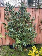 Camelia struik met lichtroze bloemen, Tuin en Terras, Halfschaduw, Overige soorten, Lente, 100 tot 250 cm