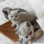 Britse kat, Dieren en Toebehoren, Katten en Kittens | Raskatten | Korthaar, Poes, Ontwormd, 0 tot 2 jaar