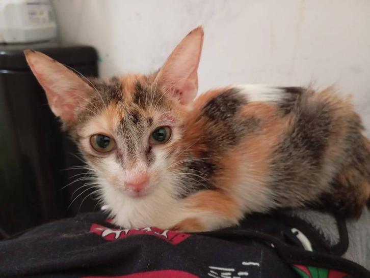 Jarela, Nereida, 23-3-2025 geboren in de refugio, Dieren en Toebehoren, Katten en Kittens | Overige Katten, Kortharig, Poes, 0 tot 2 jaar