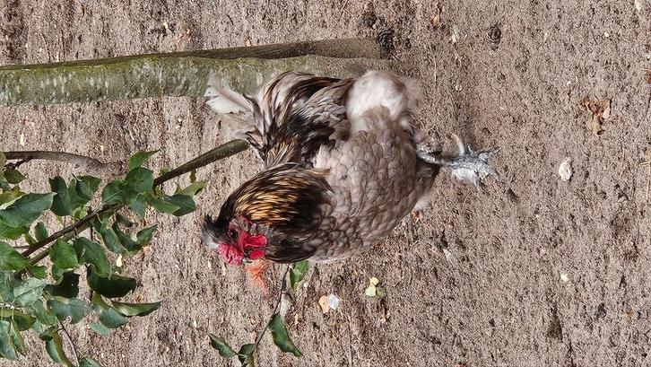 Casper de haan, Dieren en Toebehoren, Pluimvee, Kip, Mannelijk