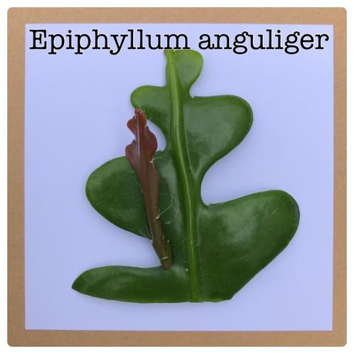8. zaagcactus epiphyllum anguliger stekje €0,75, Huis en Inrichting, Kamerplanten, Overige soorten, Minder dan 100 cm, Ophalen of Verzenden