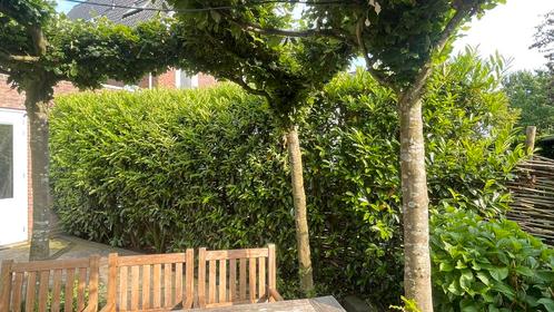Gratis Laurierhaag, zelf uitgraven, Laurier met klein blad, Tuin en Terras, Planten | Struiken en Hagen, Haag, Laurier, 100 tot 250 cm