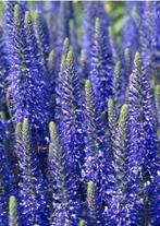 Diverse tuinplanten, Ophalen of Verzenden, Zomer, Overige soorten, Volle zon