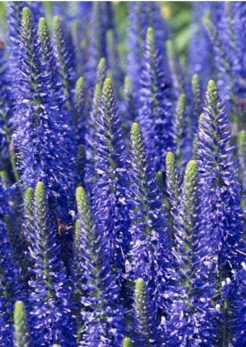 Diverse tuinplanten, Tuin en Terras, Planten | Tuinplanten, Overige soorten, Volle zon, Zomer, Ophalen of Verzenden
