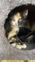 Kitten lapjespoes 9 weken direct ophalen, Dieren en Toebehoren, Katten en Kittens | Overige Katten, Poes