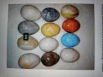 Natuurstenen eieren verzameling, 7stuks, Verzamelen, Ophalen of Verzenden, Mineraal