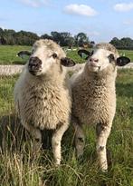 Walliser schwarznase kruising rammen, Dieren en Toebehoren, Schapen, Geiten en Varkens, Mannelijk, Schaap