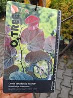 Cercis canadensis merlot, amerikaans judasboom 200cm, Tuin en Terras, Planten | Bomen, In pot, Halfschaduw, 100 tot 250 cm, Zomer
