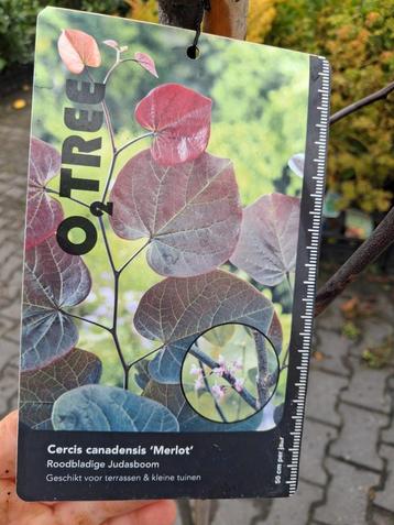 Cercis canadensis merlot, amerikaans judasboom 200cm beschikbaar voor biedingen