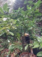 planten, Tuin en Terras, Planten | Tuinplanten, Ophalen, Volle zon, Vaste plant, Zomer