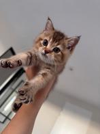 Britse korthaar 1 kitten kater over!, Ontwormd
