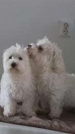 Gezocht Honden oppas / logeeradres, Particuliere oppas