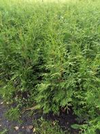 Coniferen thuja brabant, Tuin en Terras, Conifeer, Ophalen, 100 tot 250 cm